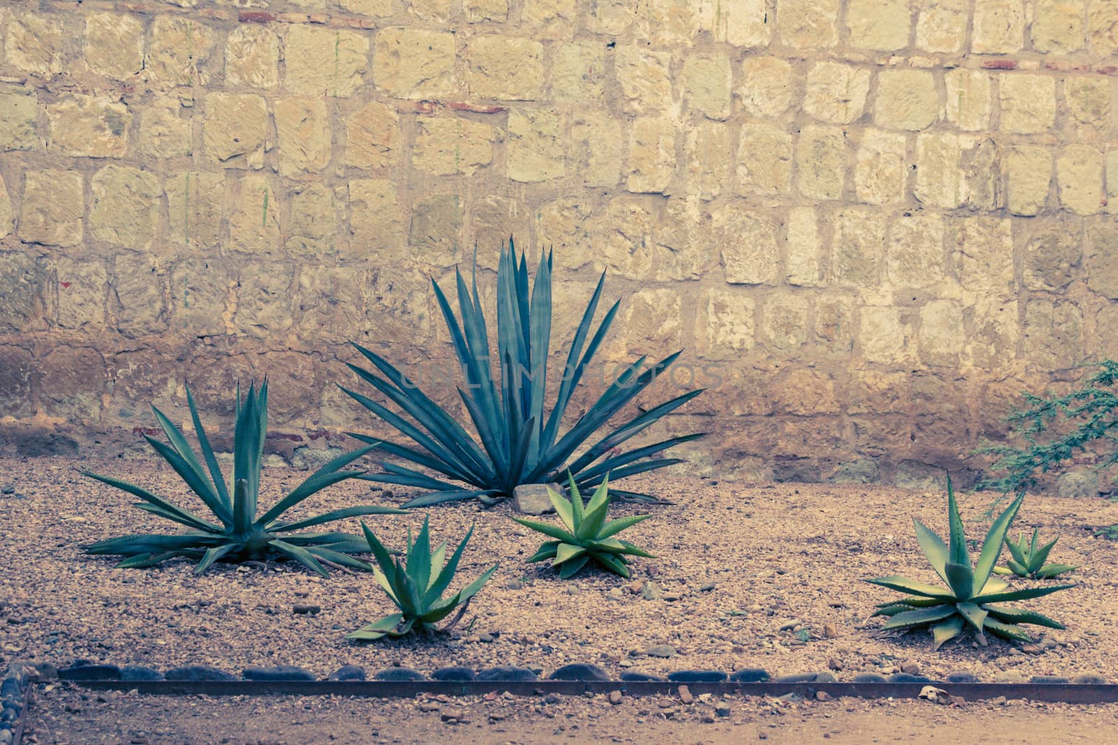 Detail of some maguey plants