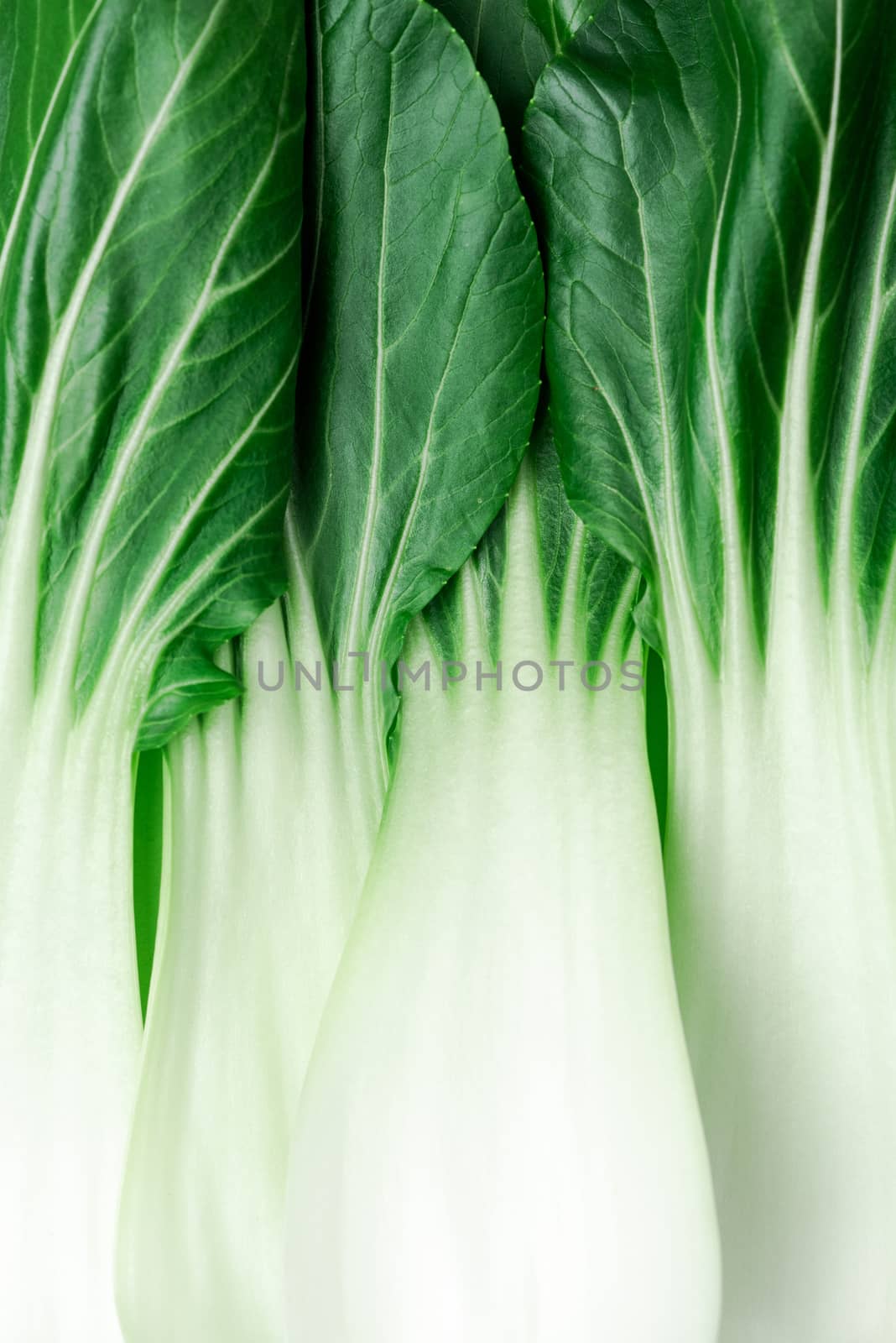 Bok Choy r Pak Choi Chinese Cabbage. Green Natural Patter for Design.