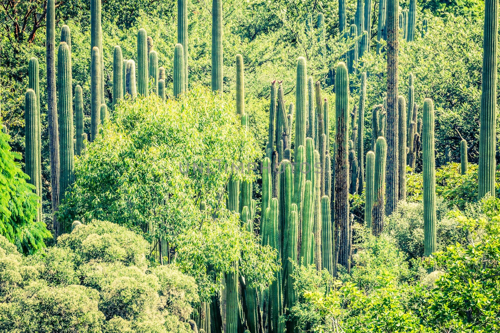 Detail photograph of some green cactus