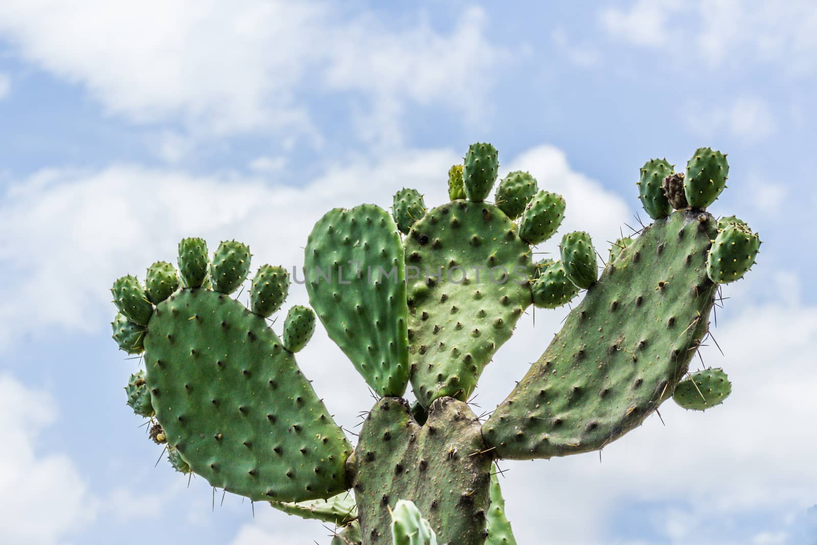 Detail photograph of some green cactus