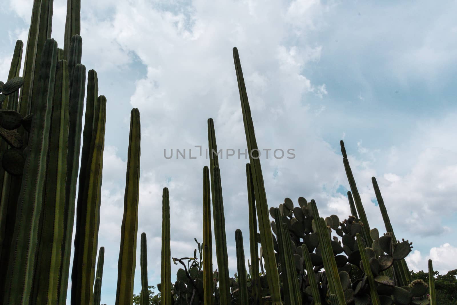 Detail photograph of some green cactus