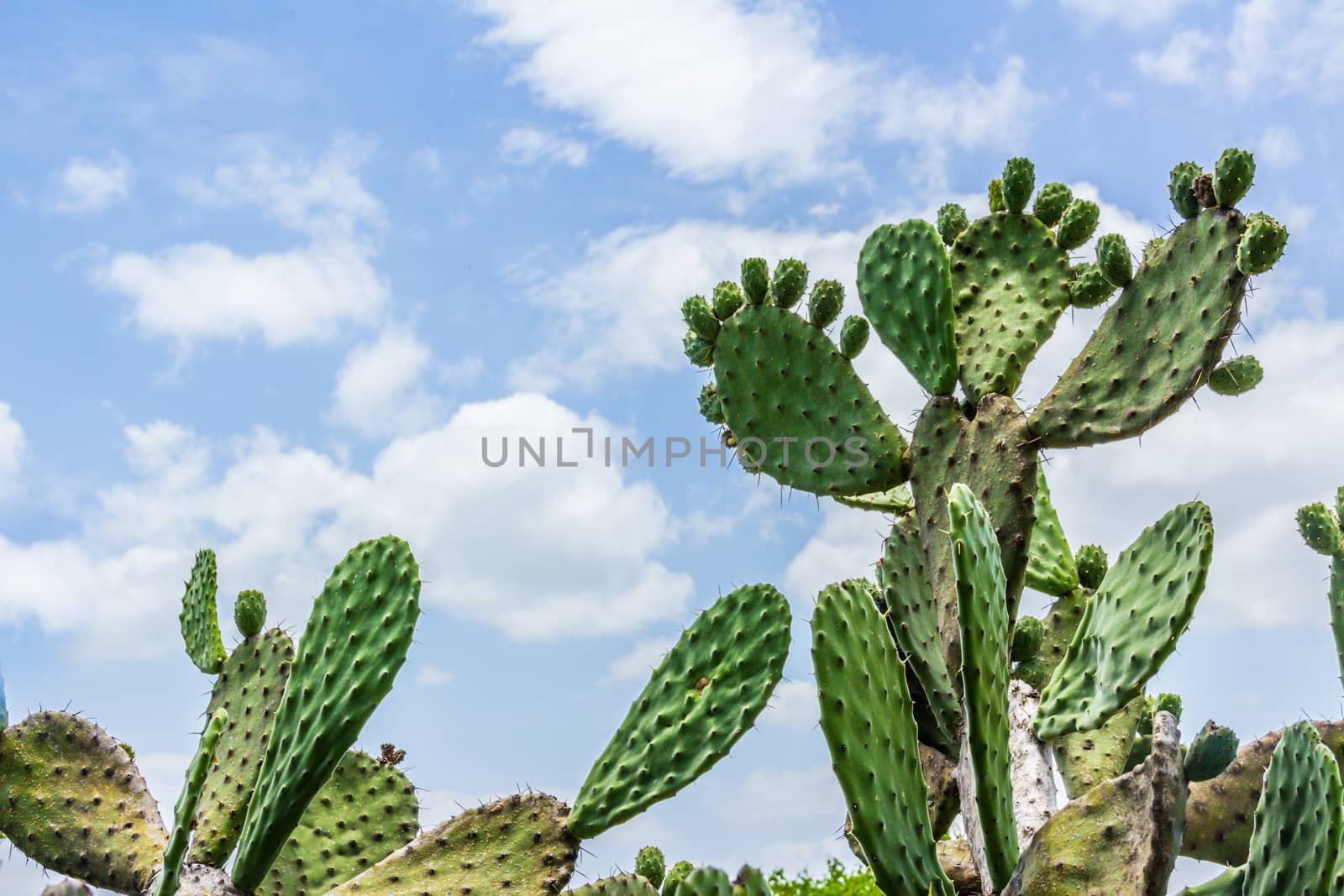 Detail photograph of some green cactus