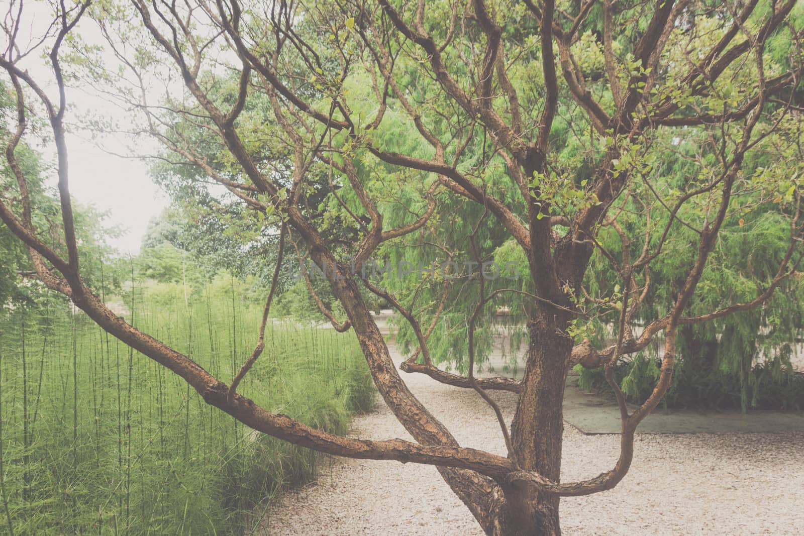 Photograph of a tree on natural environment