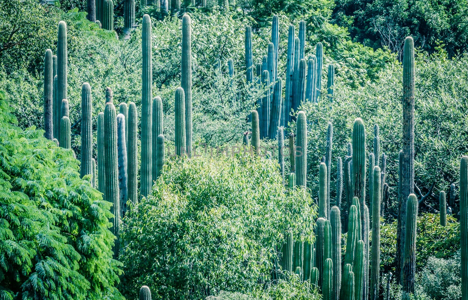 Detail photograph of some green cactus