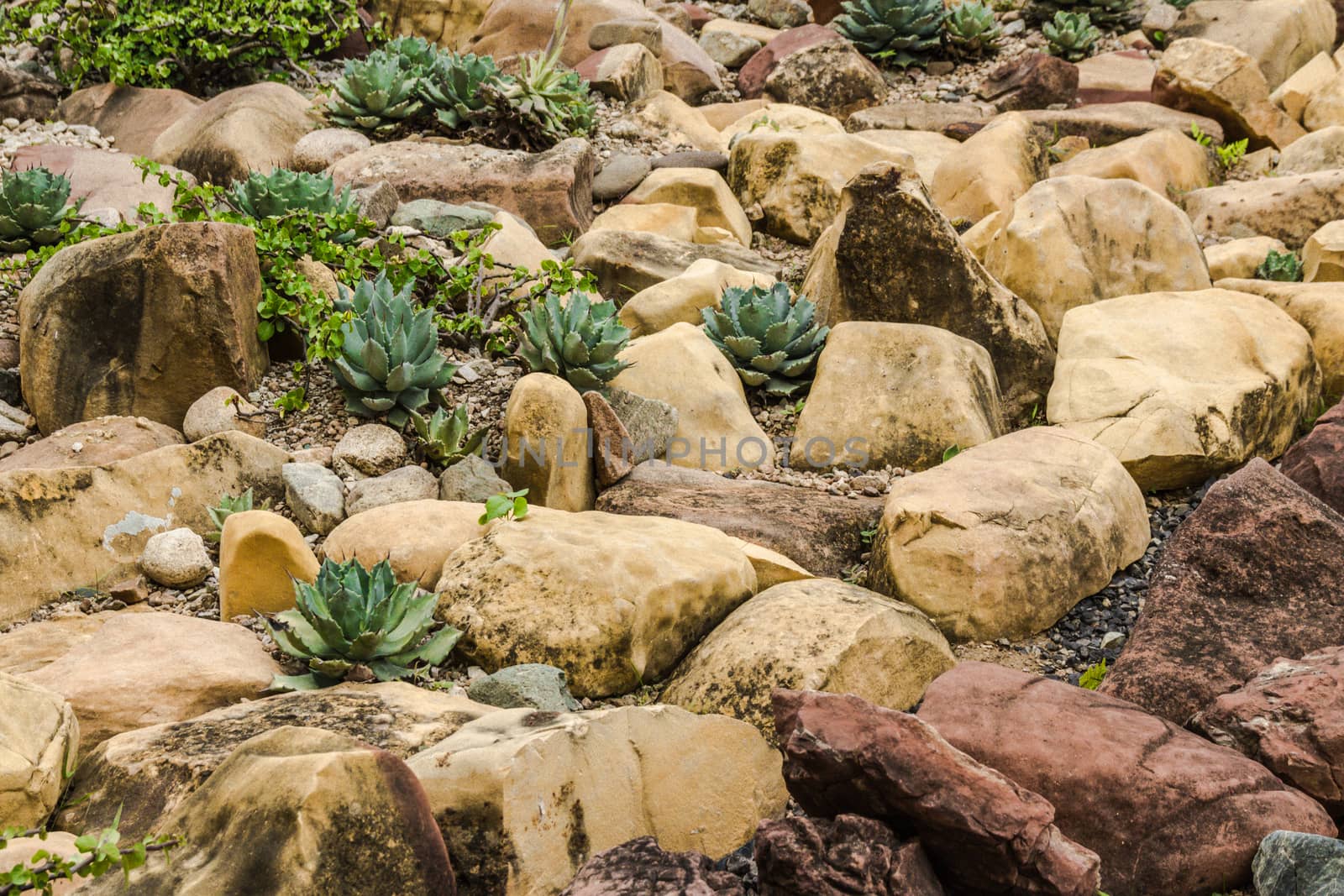 Detail photograph of some green cactus