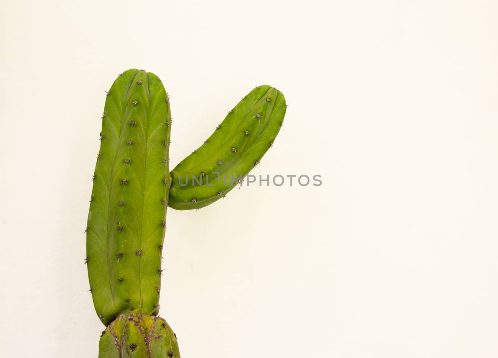 Detail photograph of some green cactus