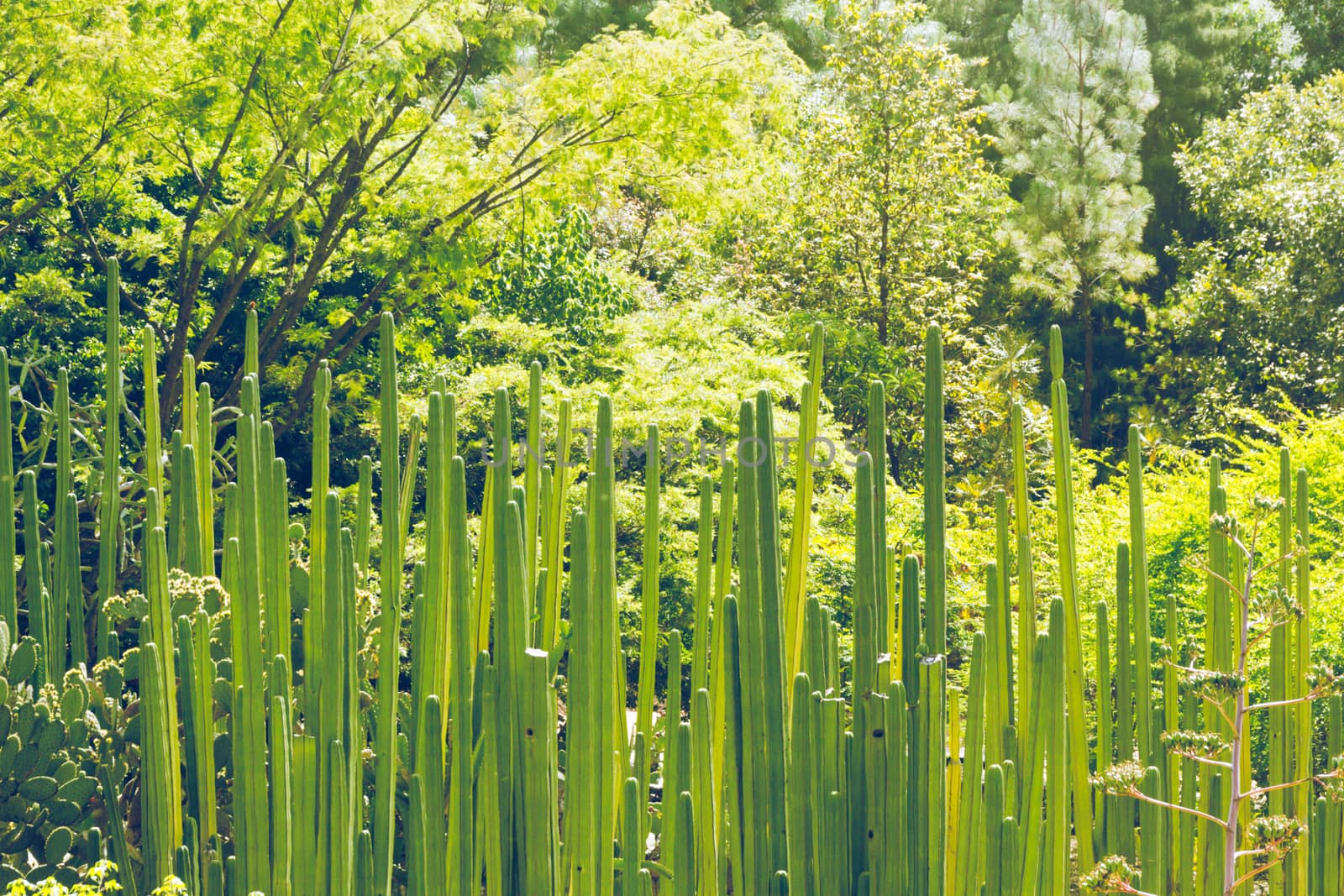 Detail photograph of some green cactus