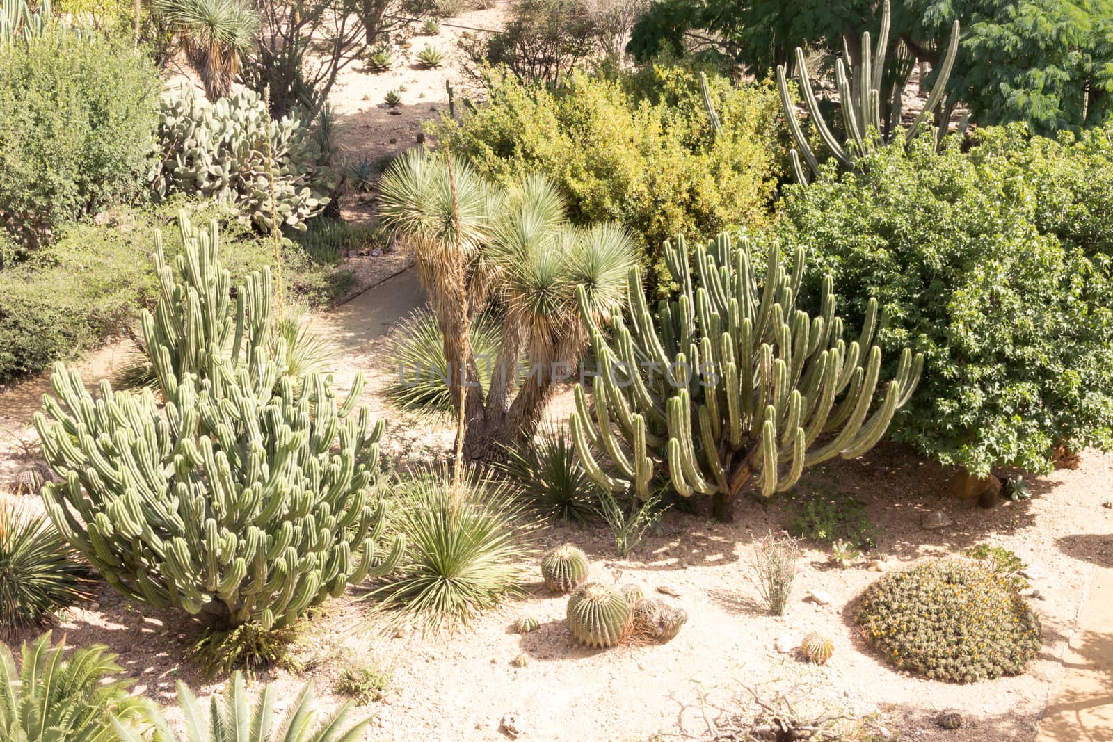 Detail photograph of some green cactus