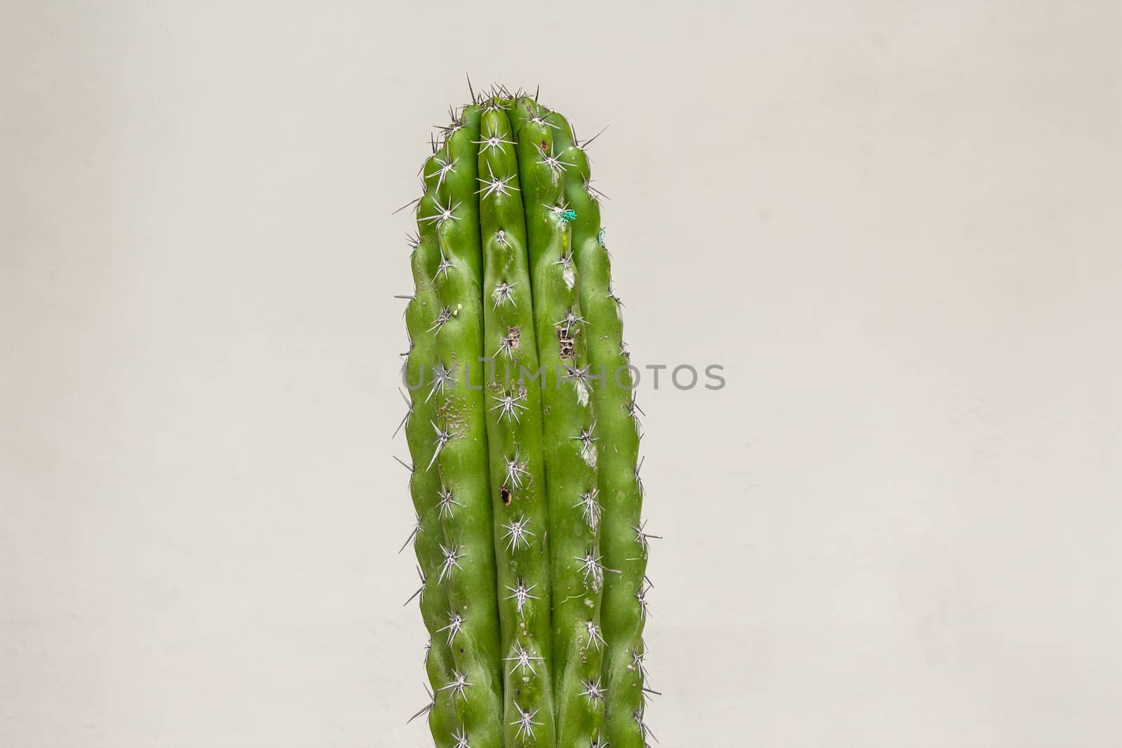 Detail photograph of some green cactus