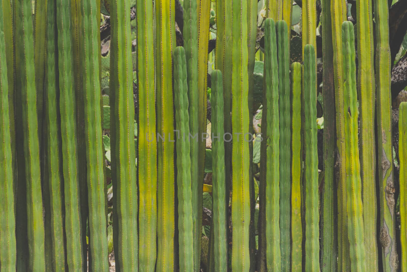 Detail photograph of some green cactus