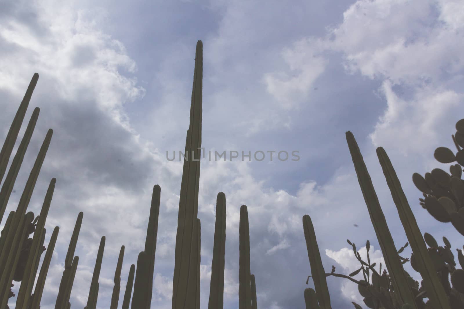 Detail photograph of some green cactus