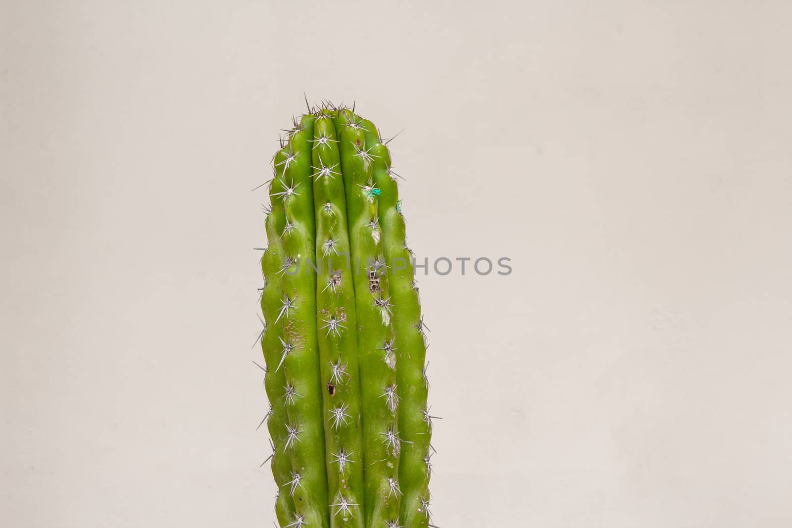 Detail photograph of some green cactus