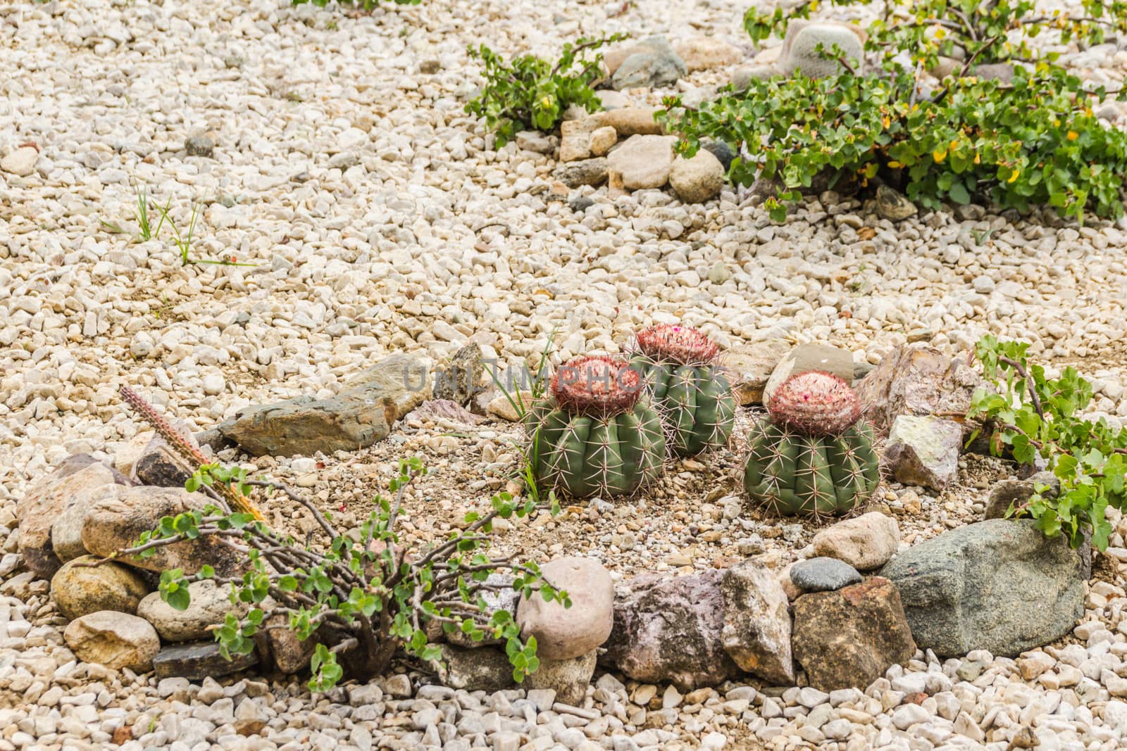 Detail photograph of some green cactus