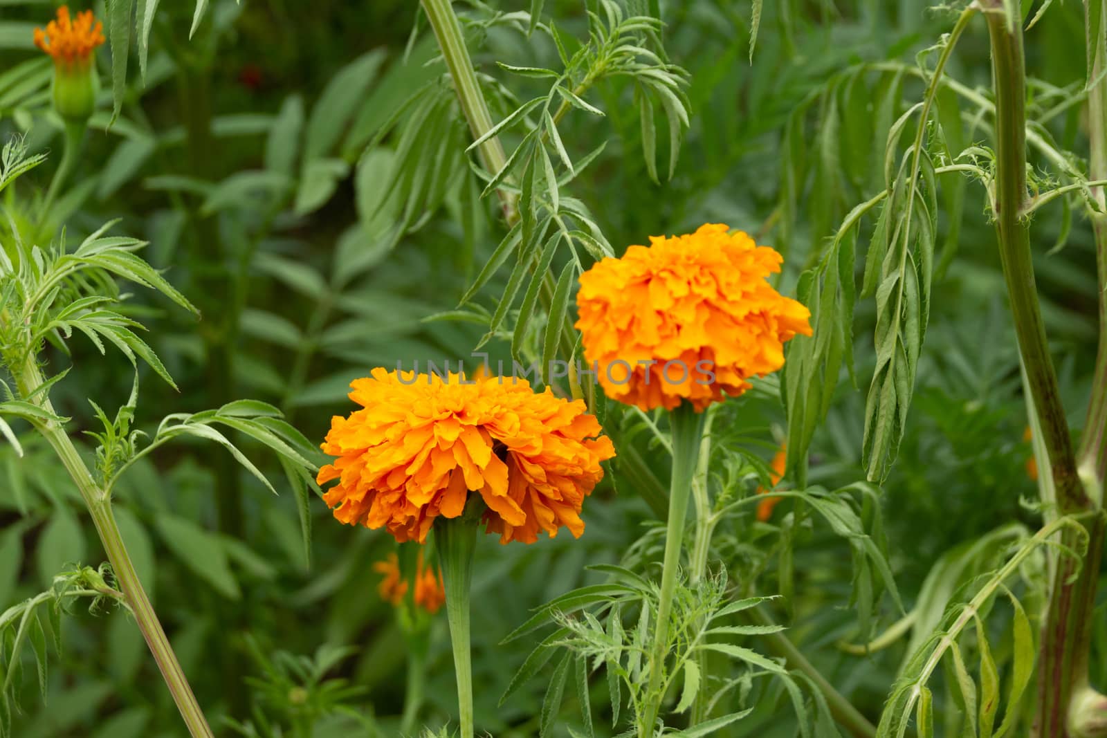 Detail photograph of some traditional marigold cempasuchil mexican flowers