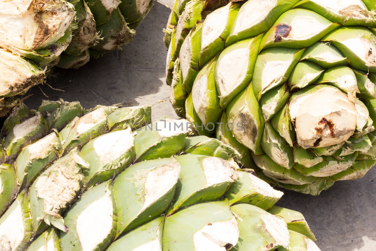 Photograph of some agave hearts from Oaxaca Mexico