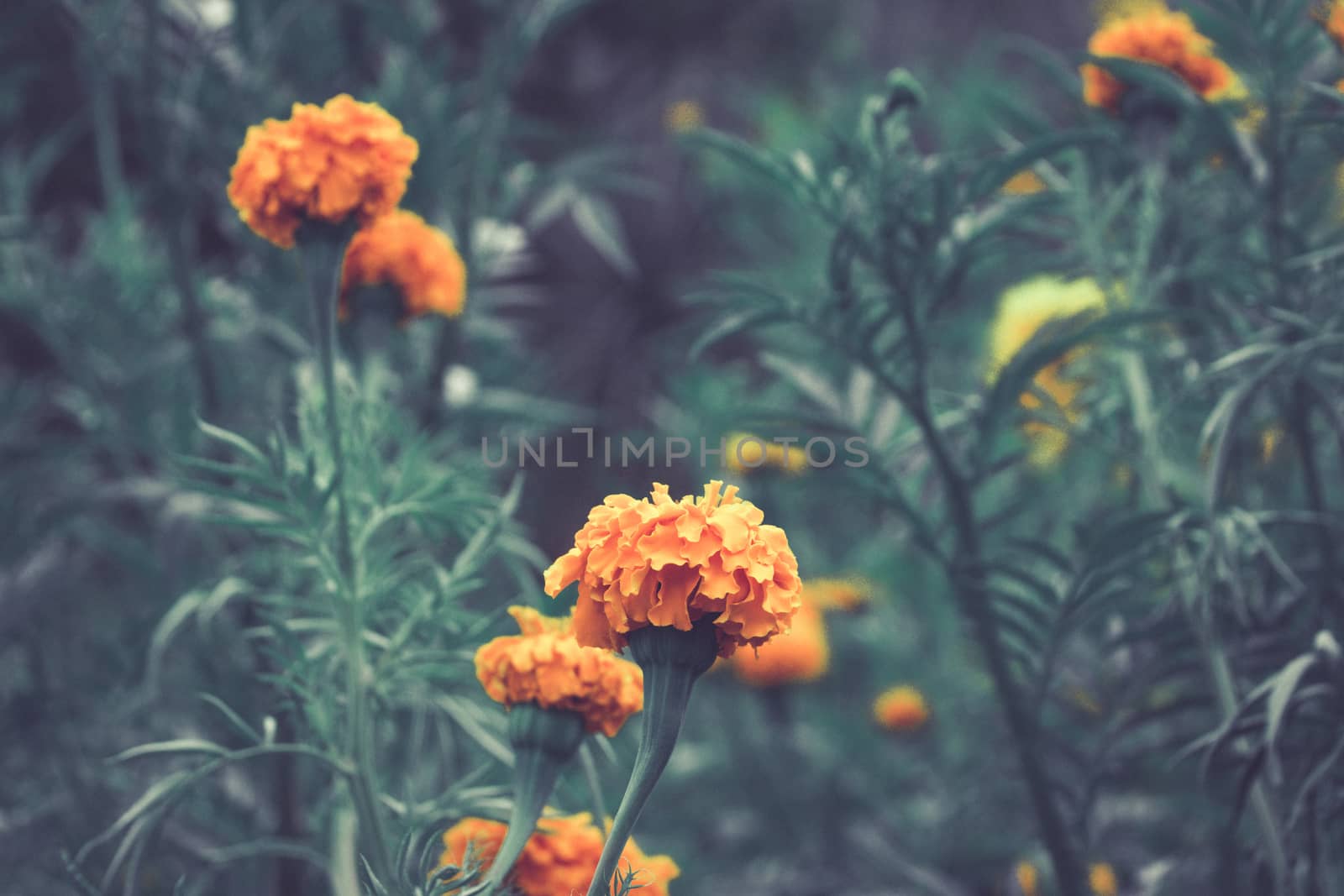 Detail photograph of some traditional marigold cempasuchil mexican flowers