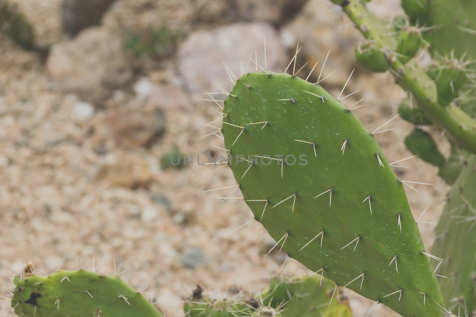 Detail photograph of some green cactus