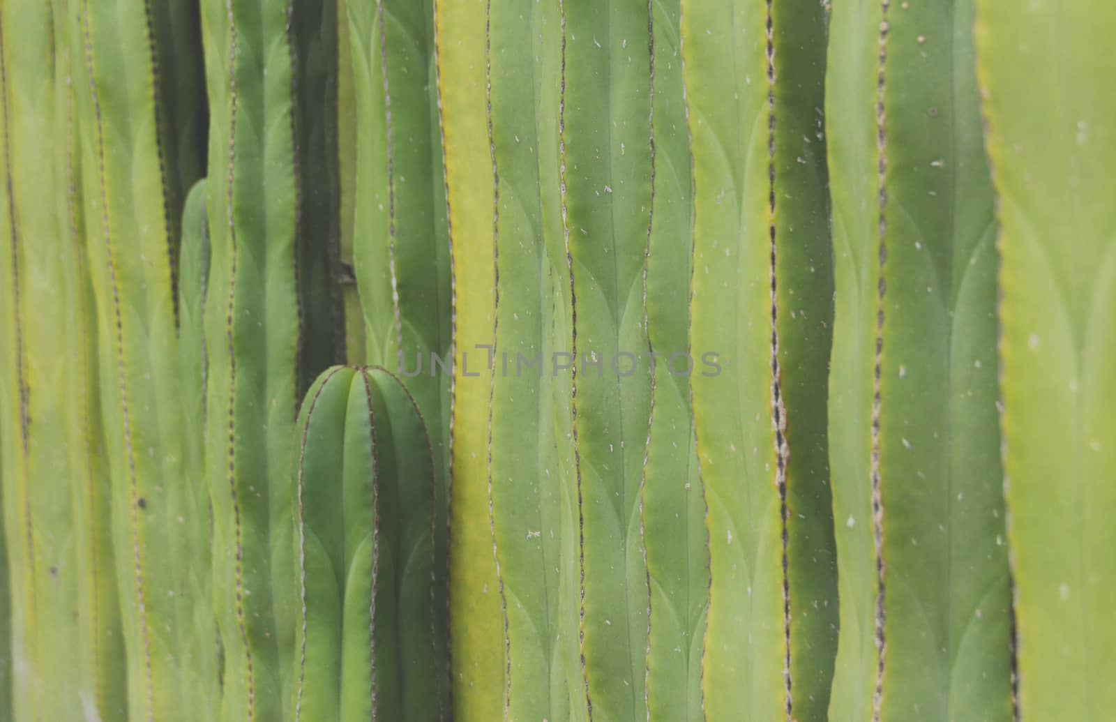 Detail photograph of some green cactus