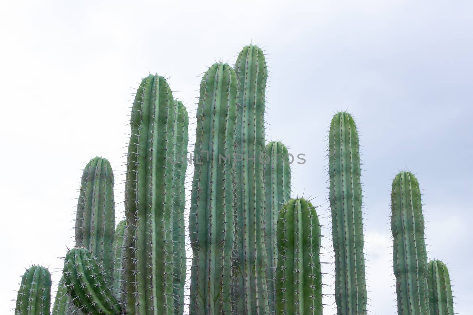 Detail photograph of some green cactus