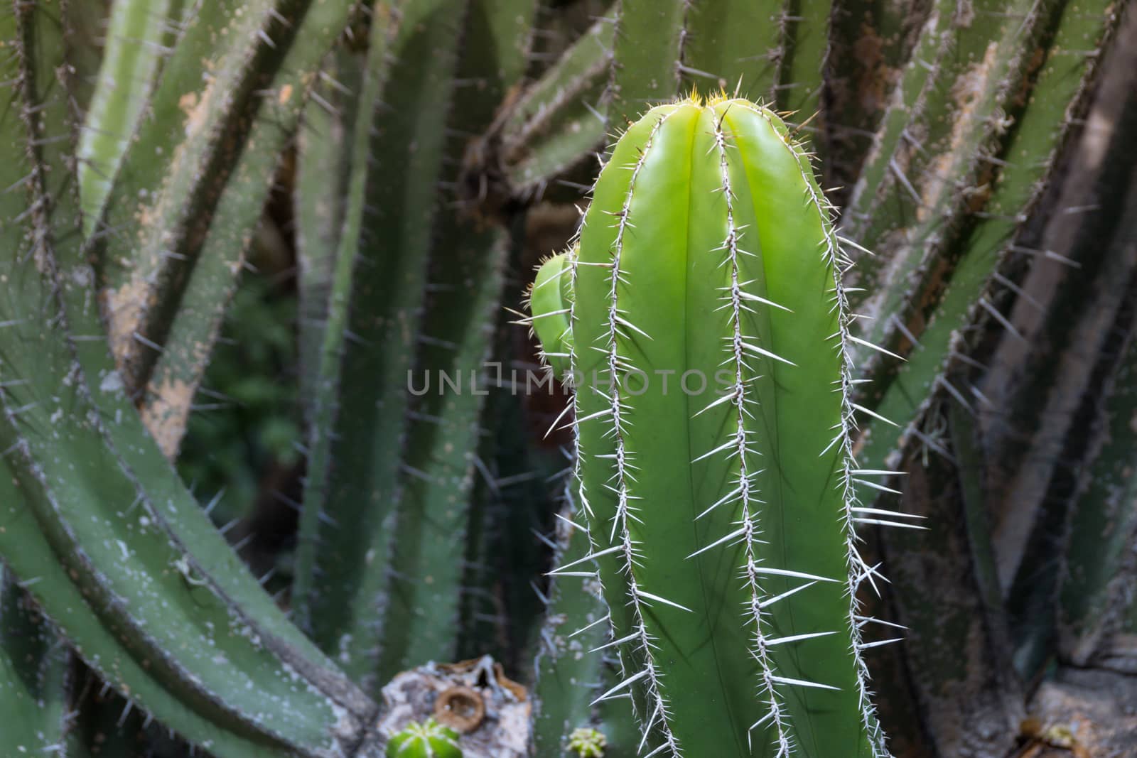 Detail photograph of some green cactus