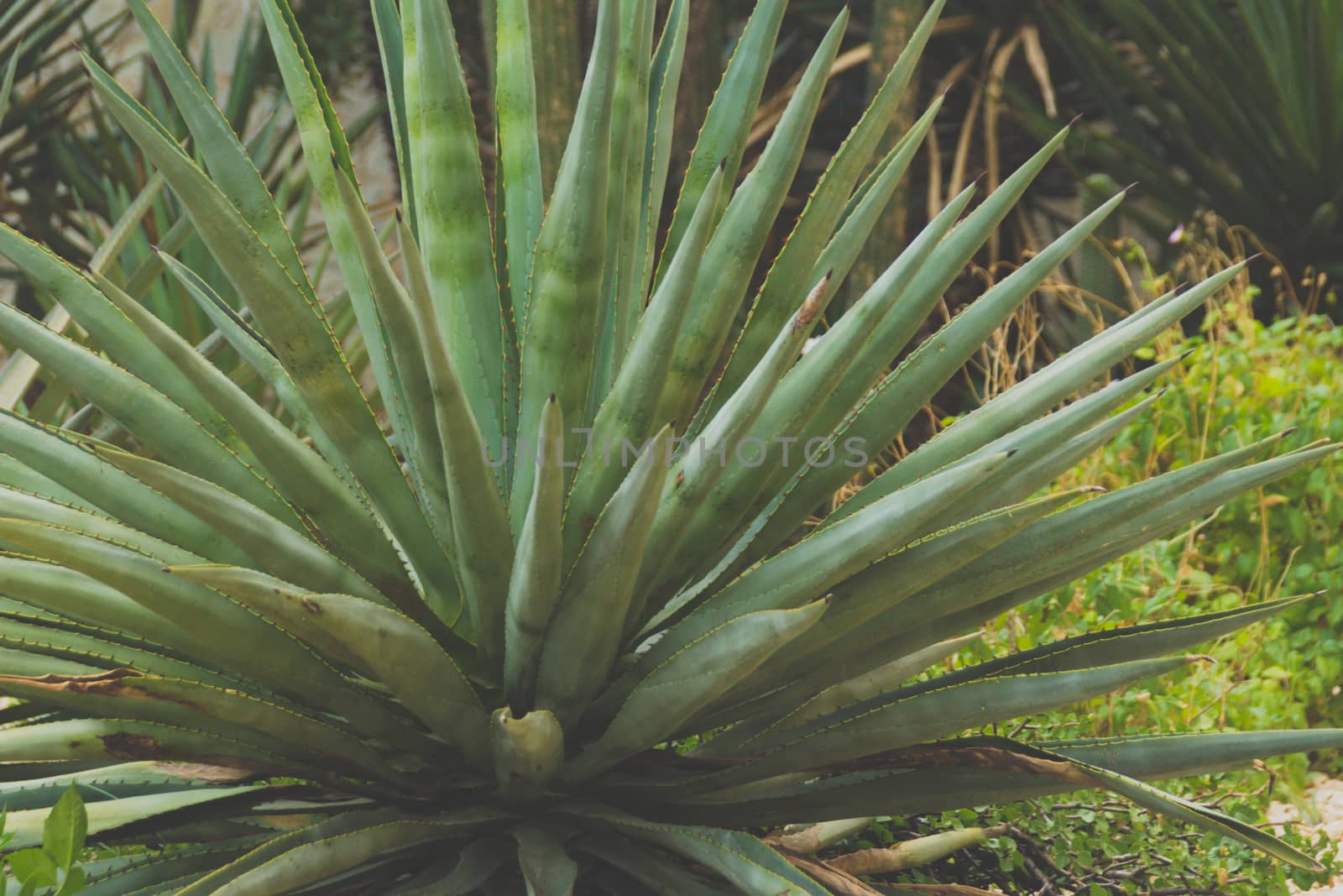 Detail of some maguey plants