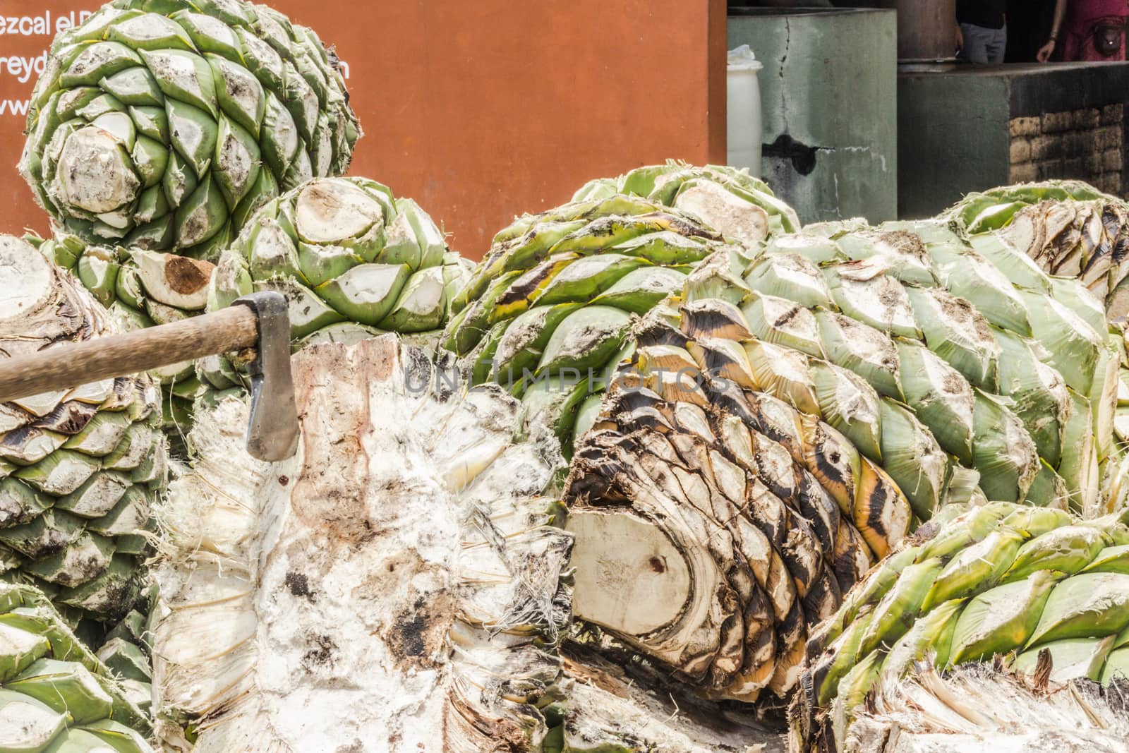 Photograph of some agave hearts from Oaxaca Mexico