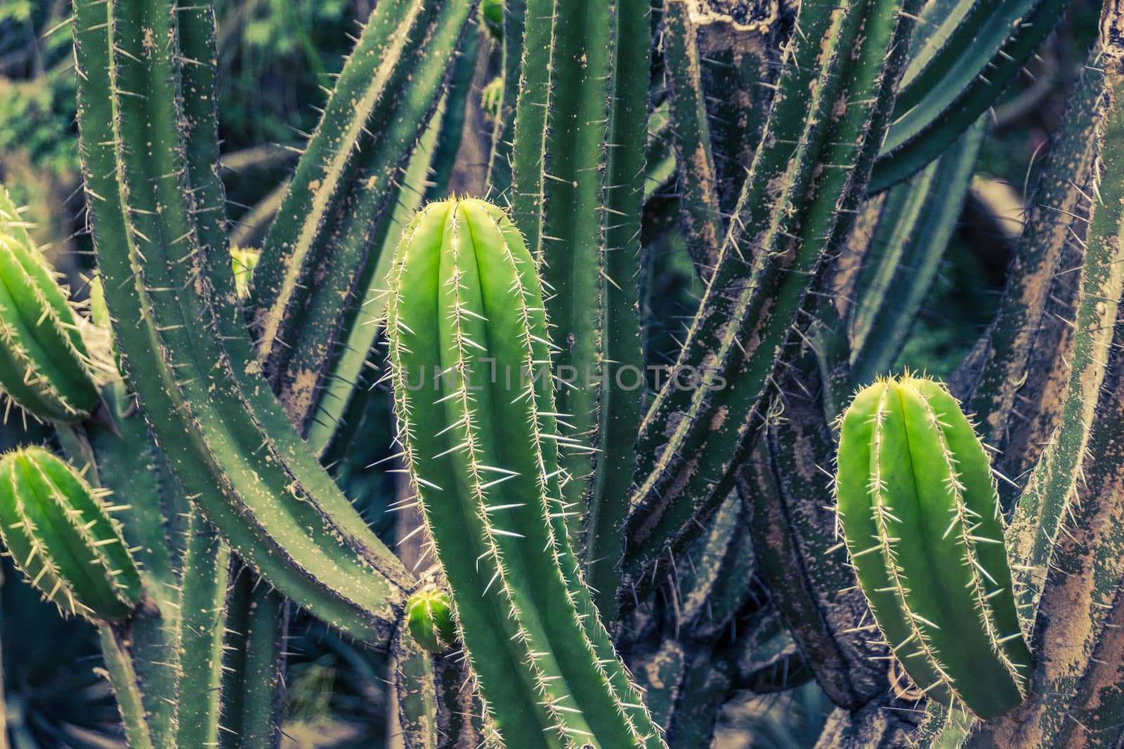 Detail photograph of some green cactus