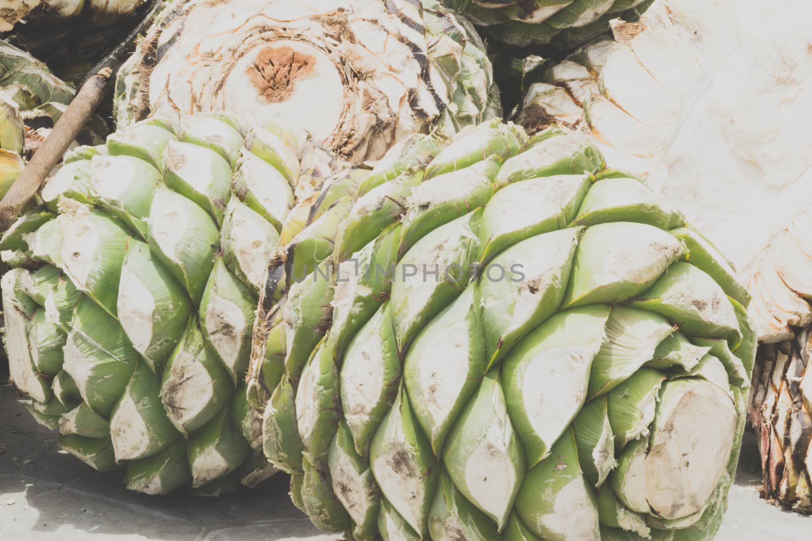 Photograph of some agave hearts from Oaxaca Mexico