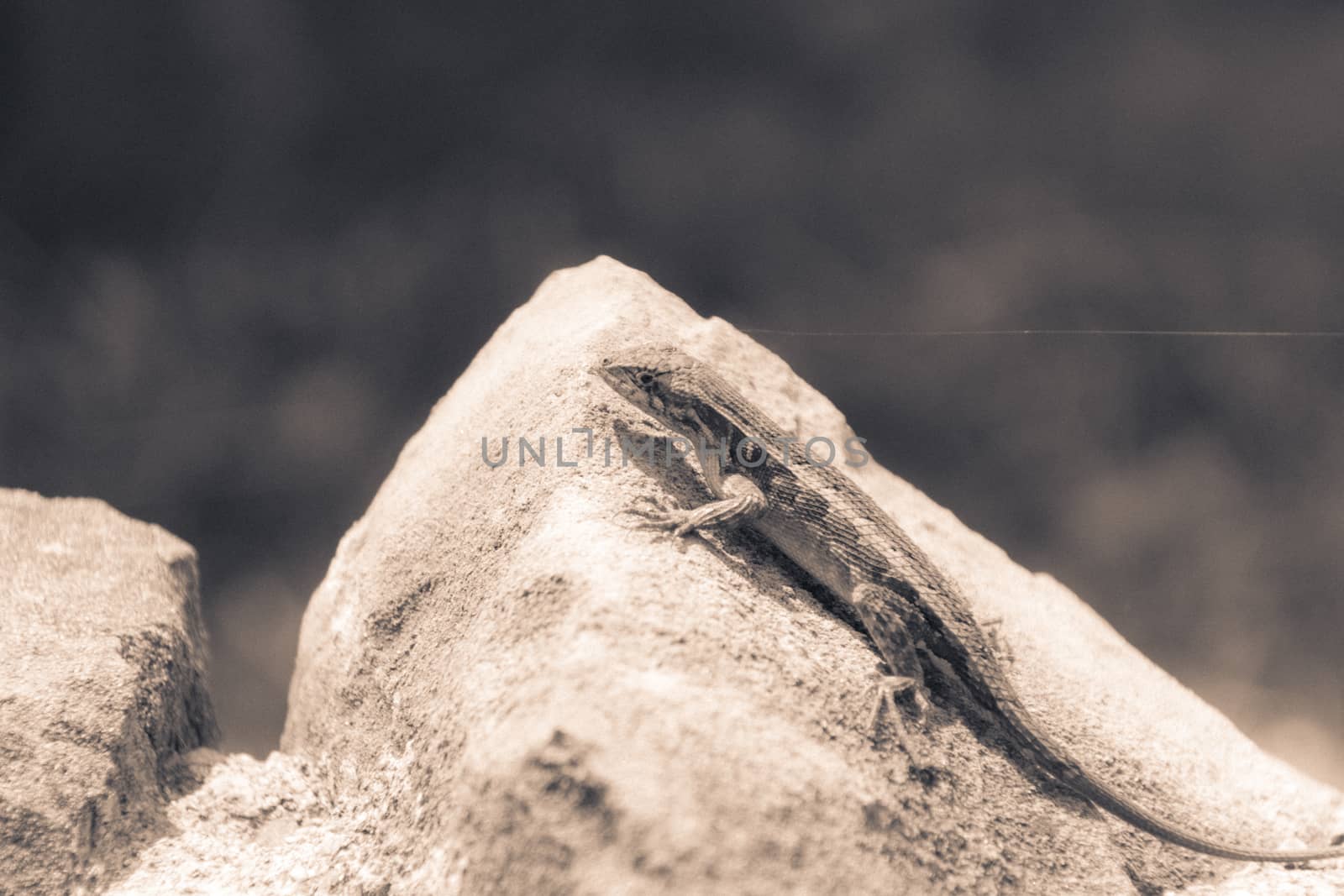 Photograph of a lizard on a rock outdoors