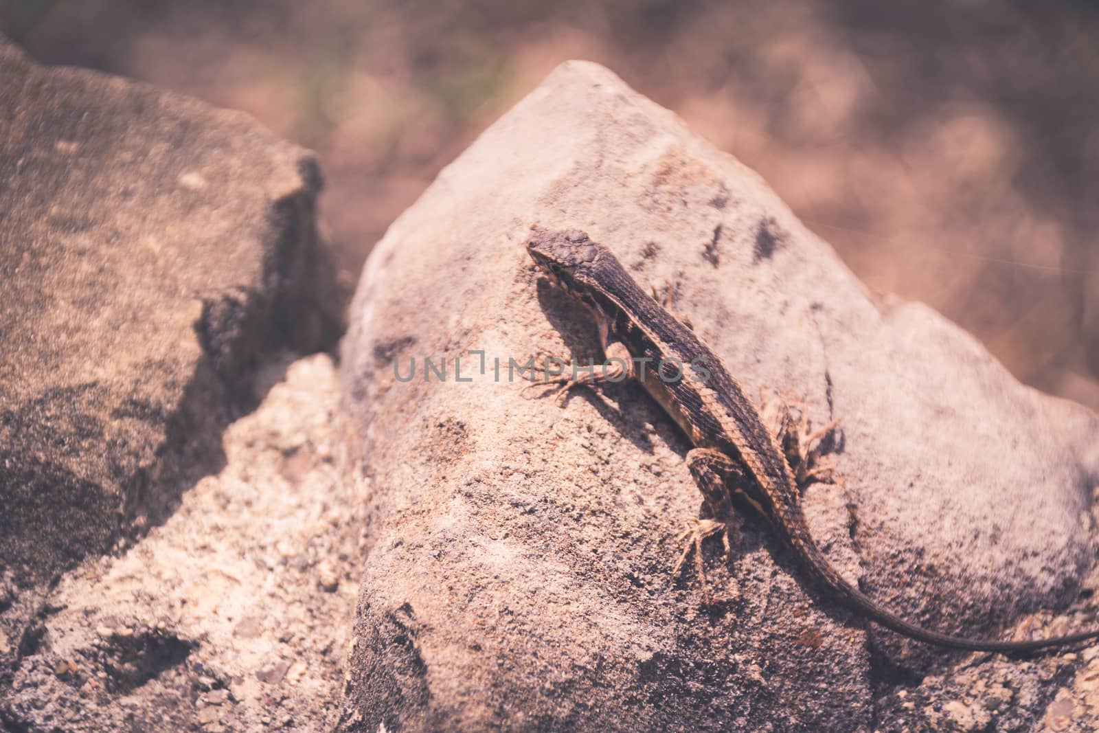 Photograph of a lizard on a rock outdoors