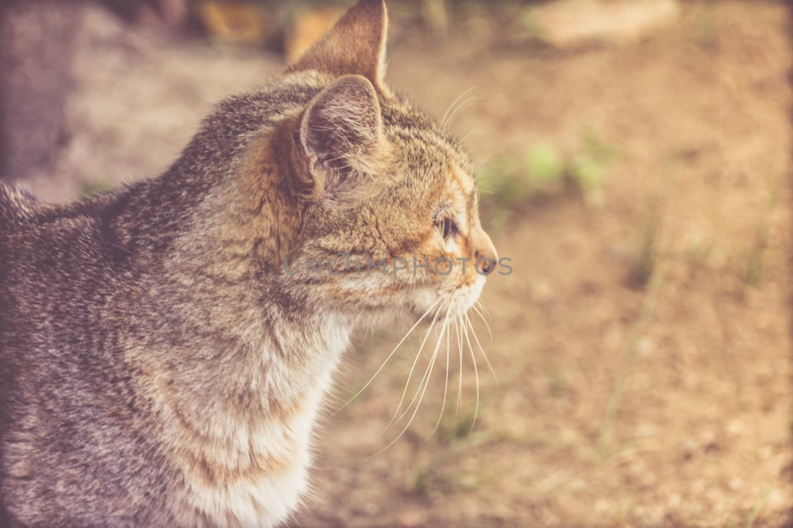 Photograph of a cat portrait and blurred background in outdoors