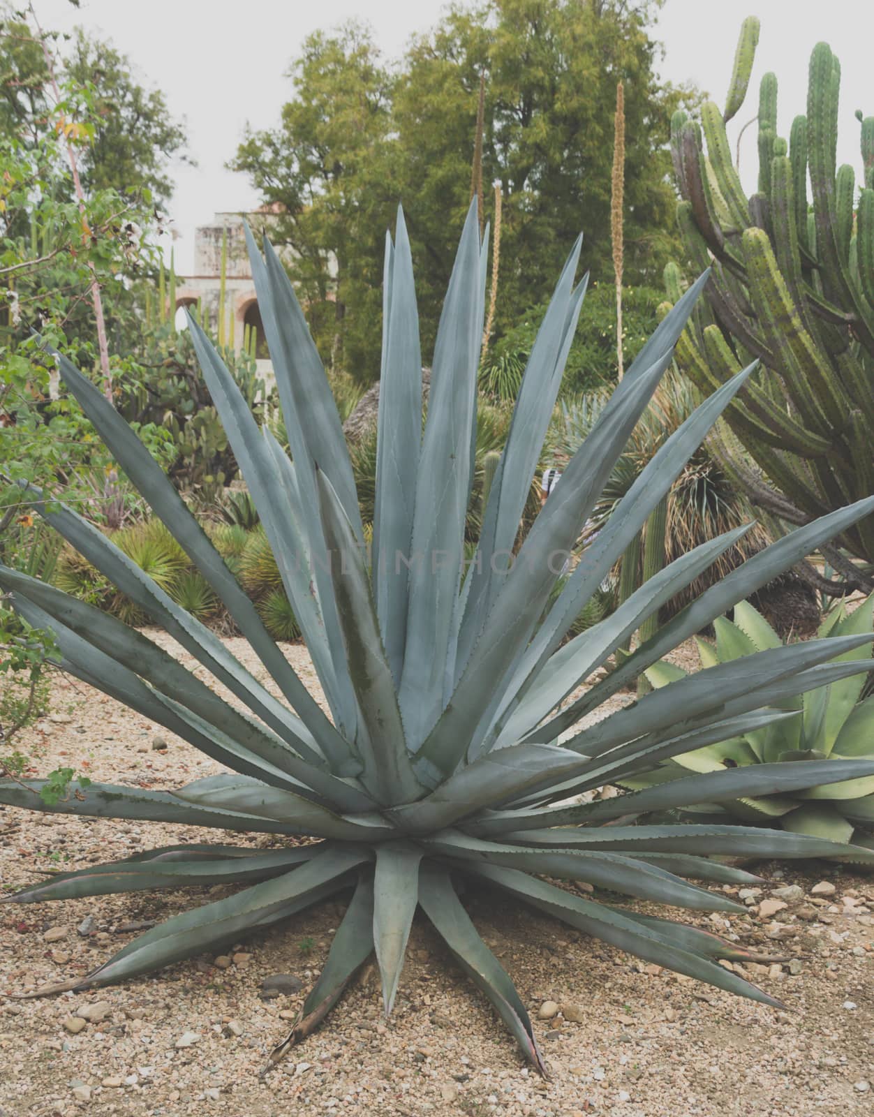 Detail of some maguey plants