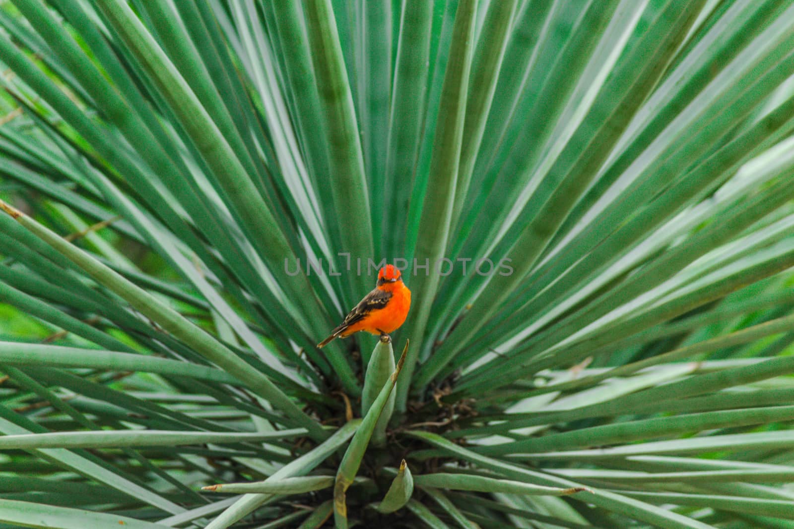 Detail of some maguey plants