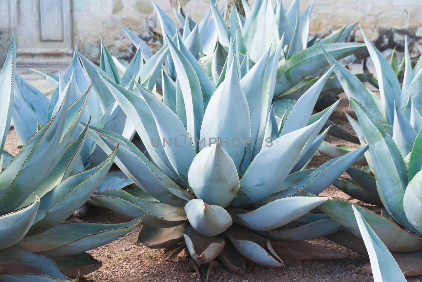 Photograph of some Green maguey traditional nativr mexican plants