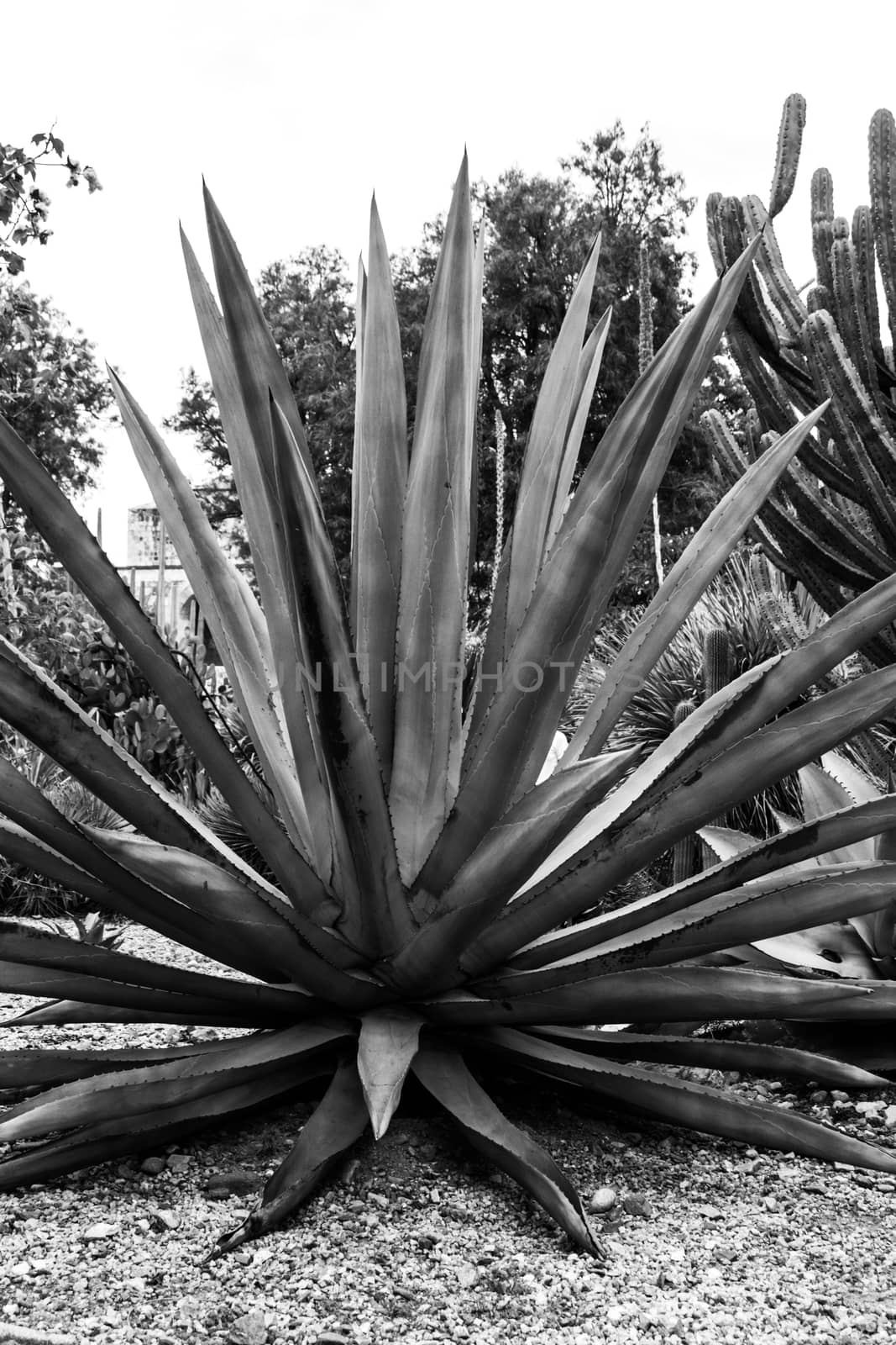 Detail of some maguey plants