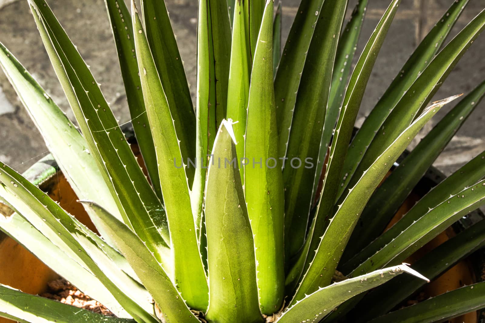 Detail of some maguey plants