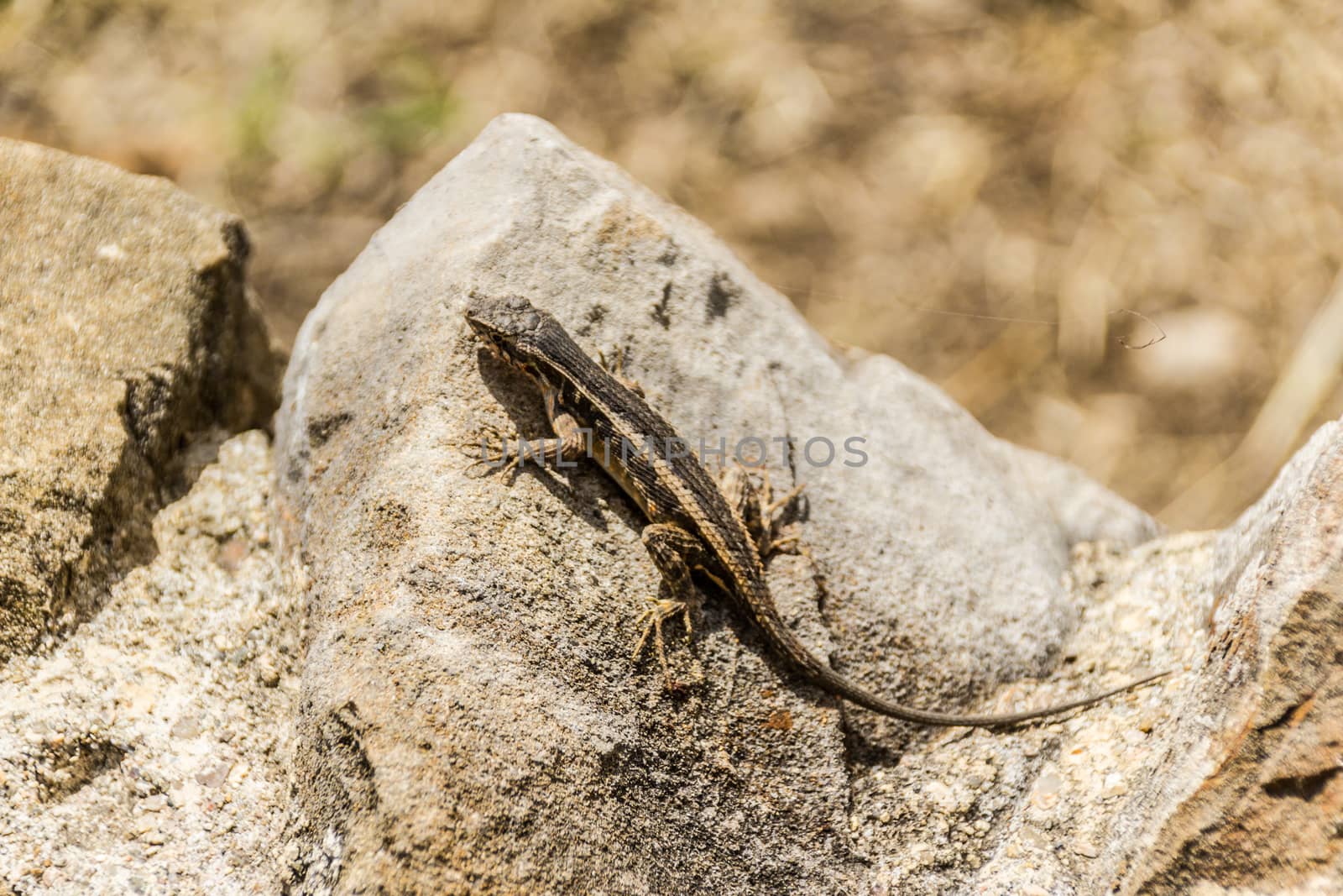 Photograph of a lizard on a rock outdoors