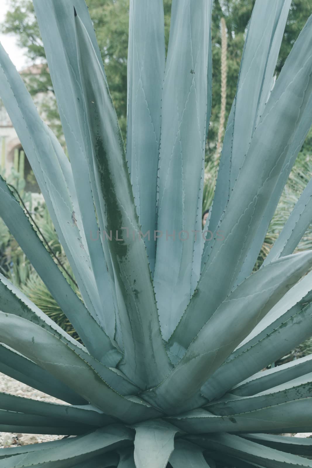 Detail of some maguey plants by bernardojbp