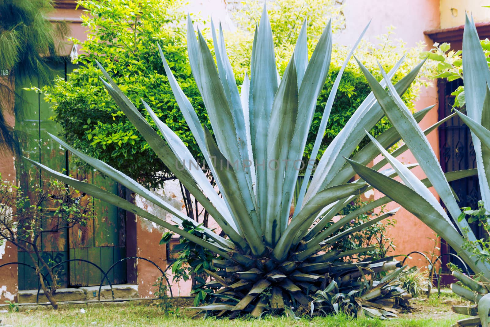 Photograph of some maguey traditional mexican green plants