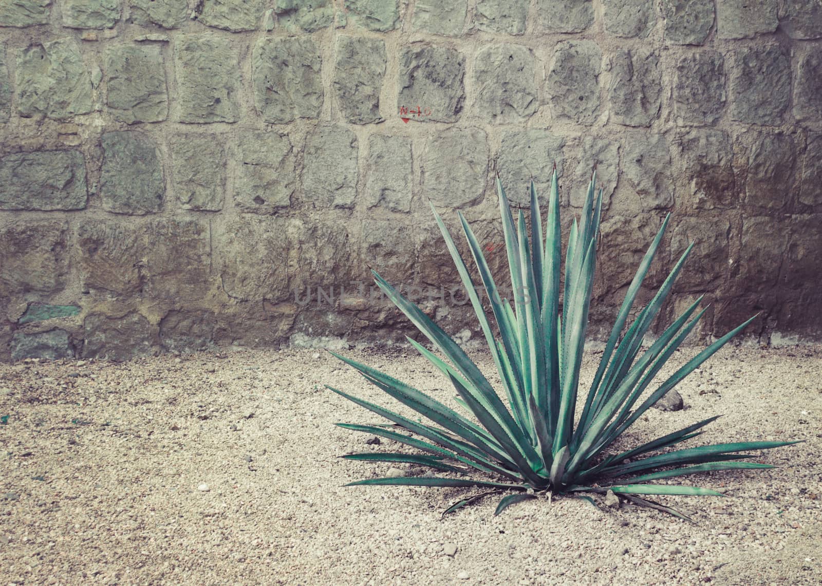Detail of some maguey plants