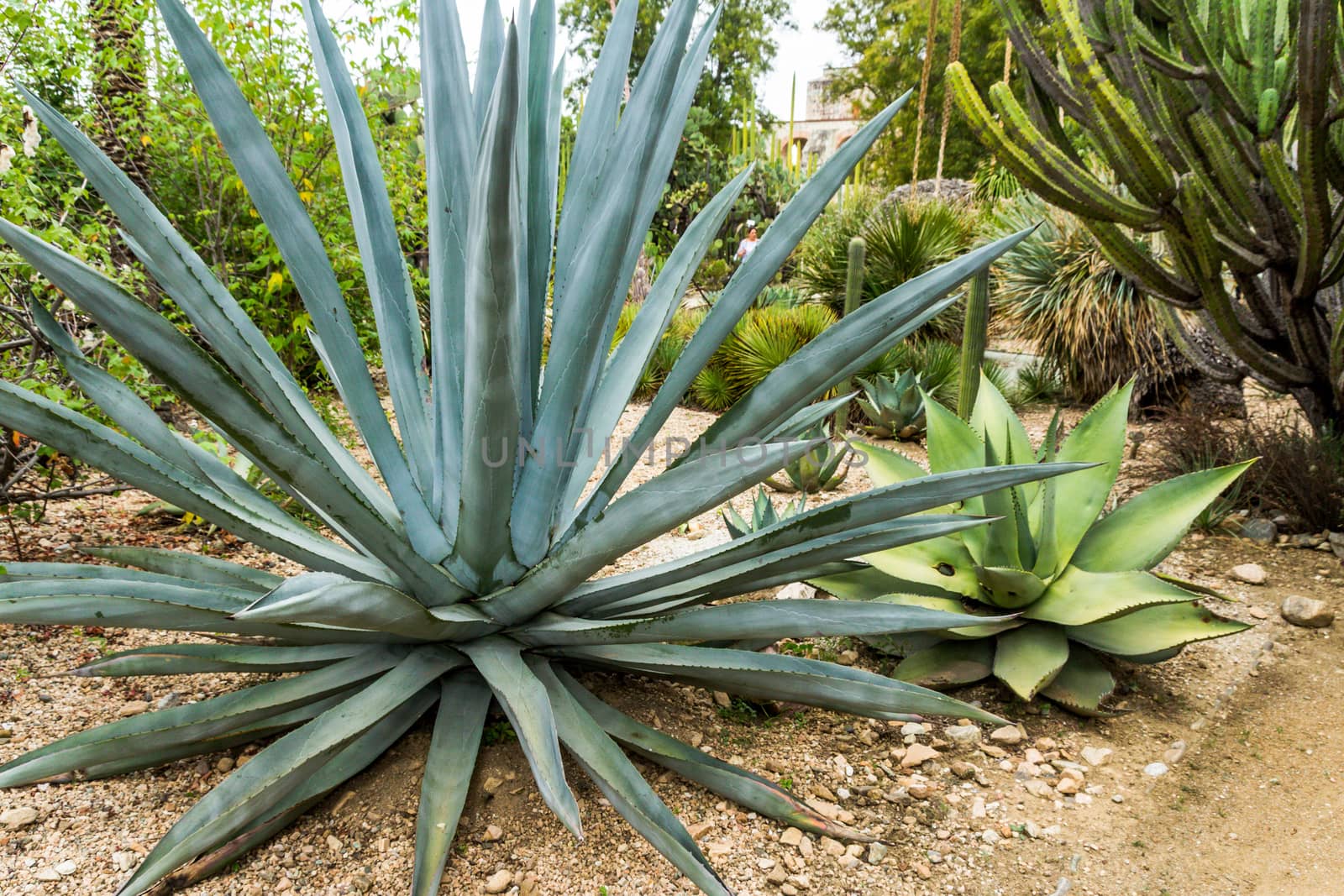 Detail of some maguey plants by bernardojbp