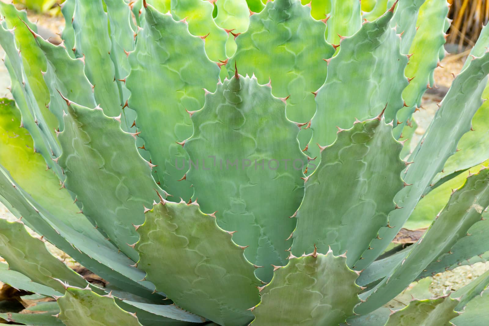 Detail of some maguey plants