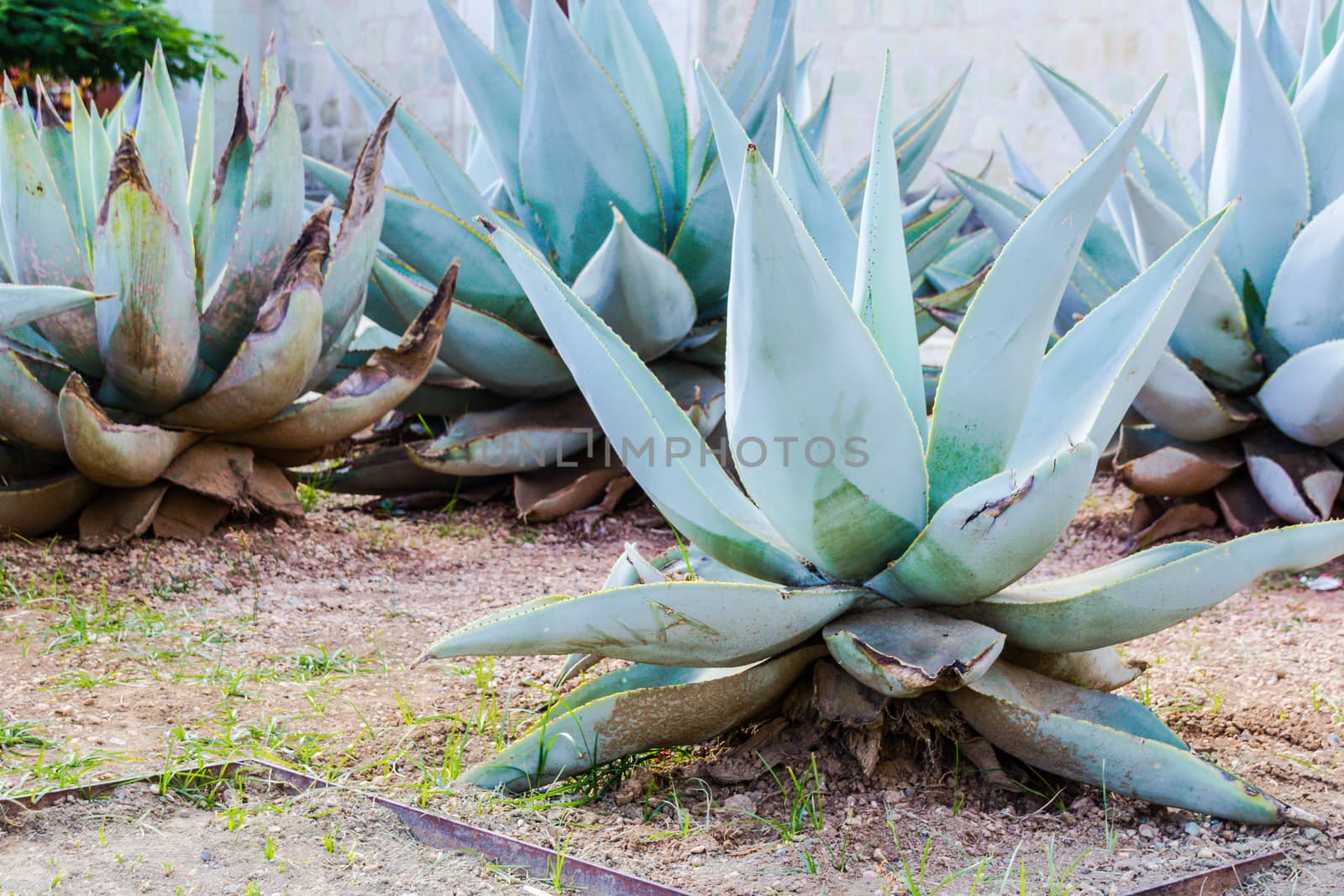 Green maguey traditional nativr mexican plants  by bernardojbp