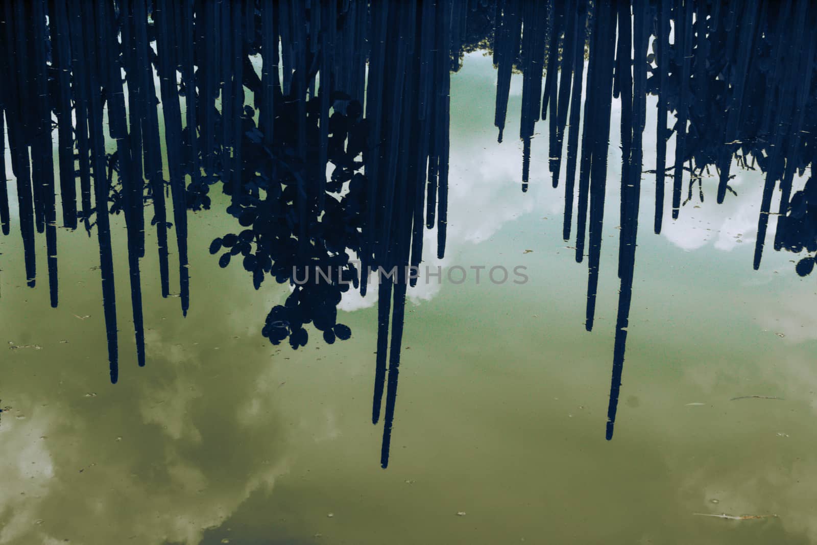 Photograph of some cactus reflecting on a lake surface