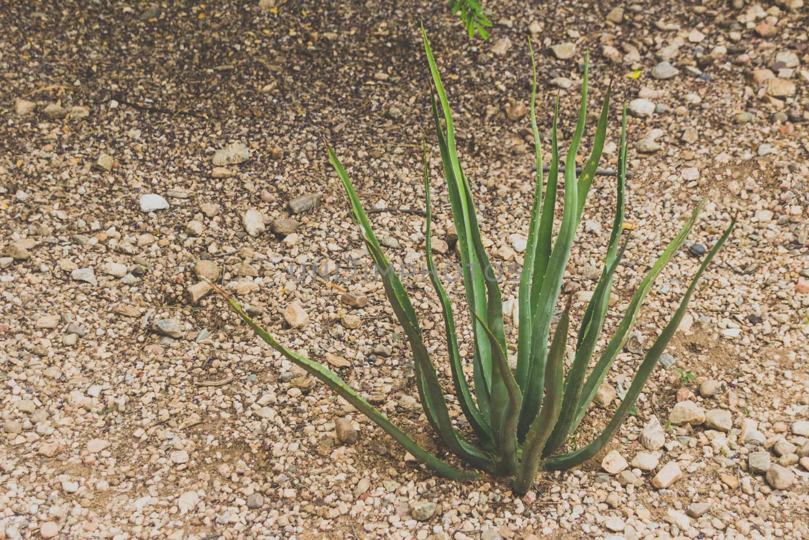 Detail of some maguey plants