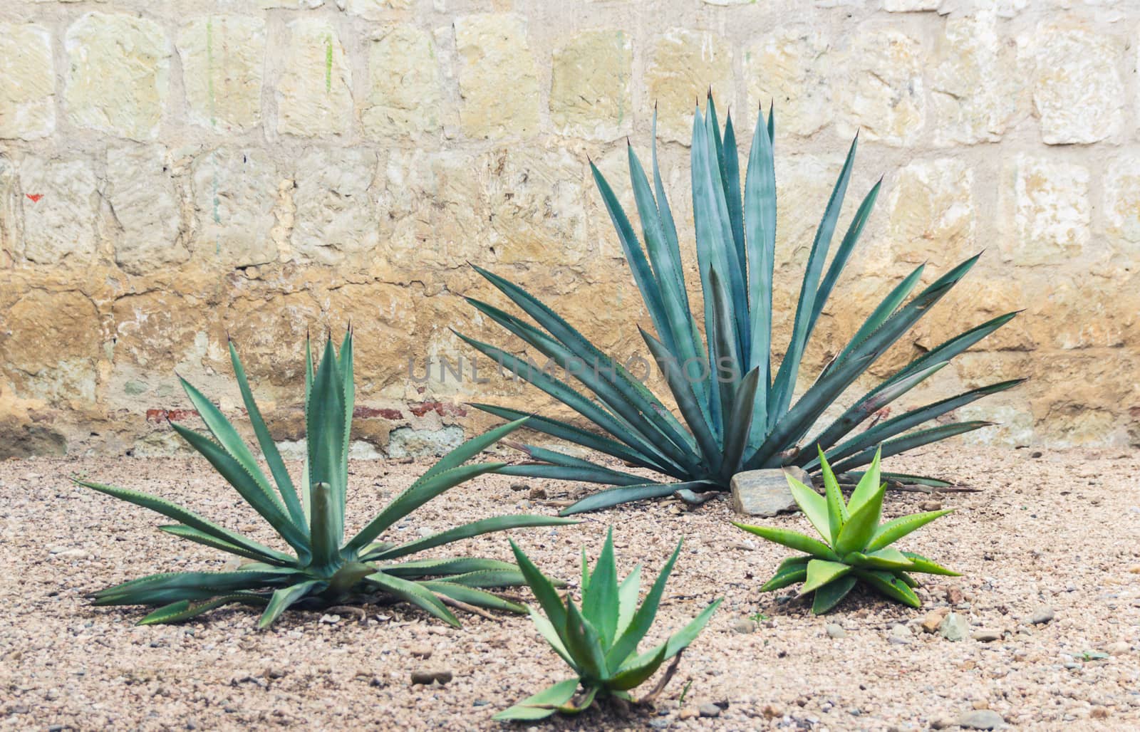 Detail of some maguey plants