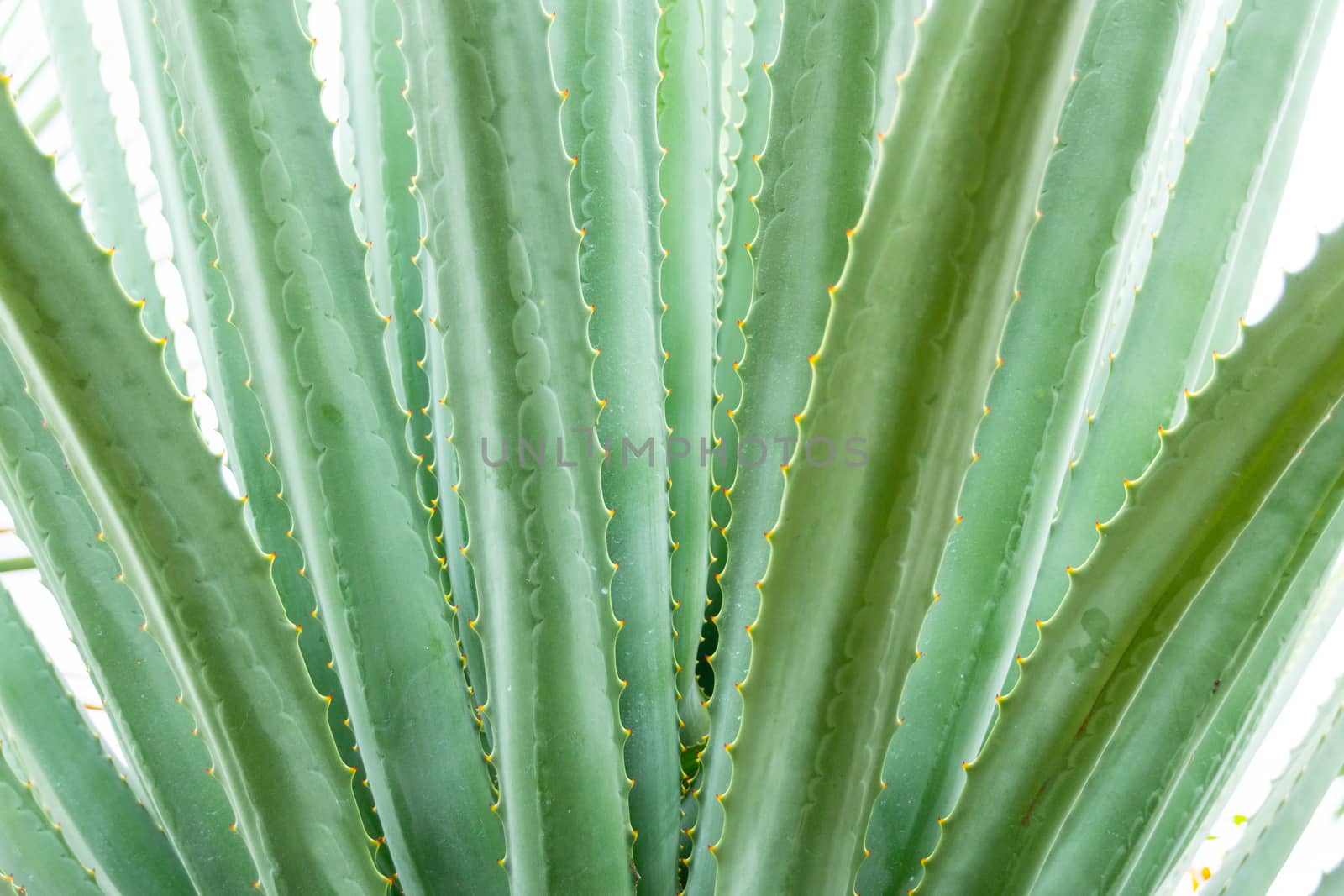 Detail of some maguey plants by bernardojbp