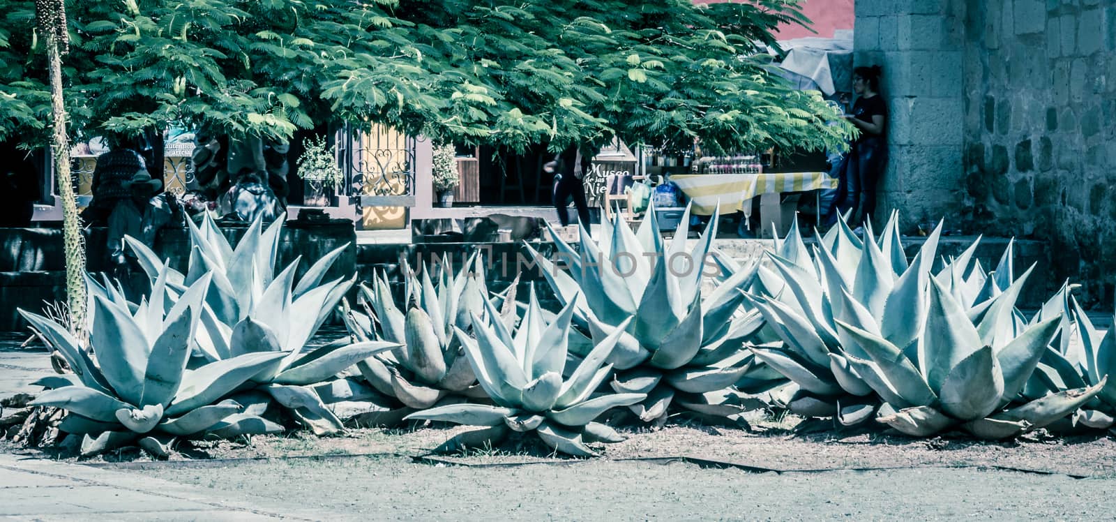 Detail photograph of some maguey plants