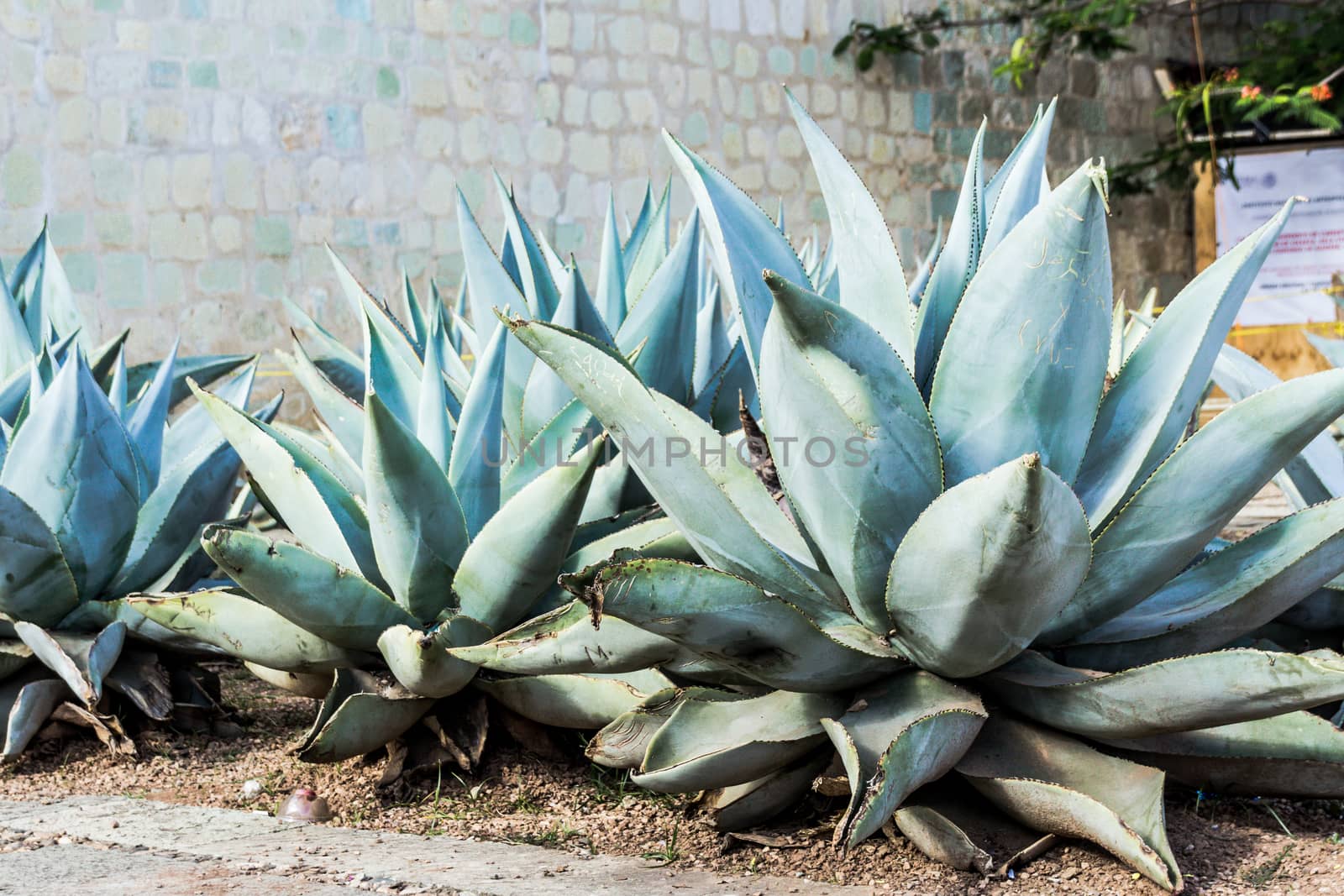 Photograph of some Green maguey traditional nativr mexican plants