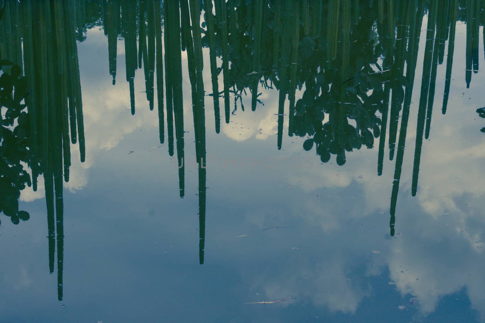 Photograph of some cactus reflecting on a lake surface